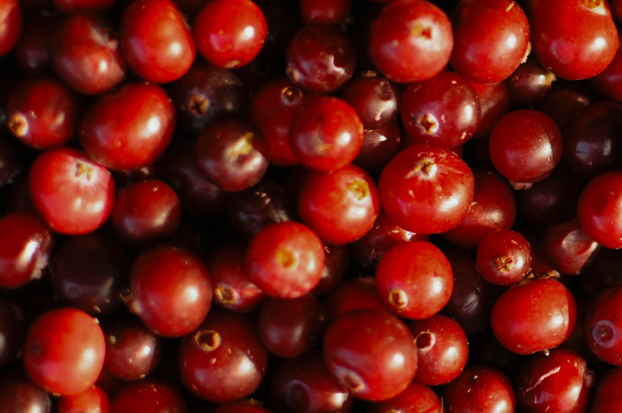 North Bay Produce - Cranberries