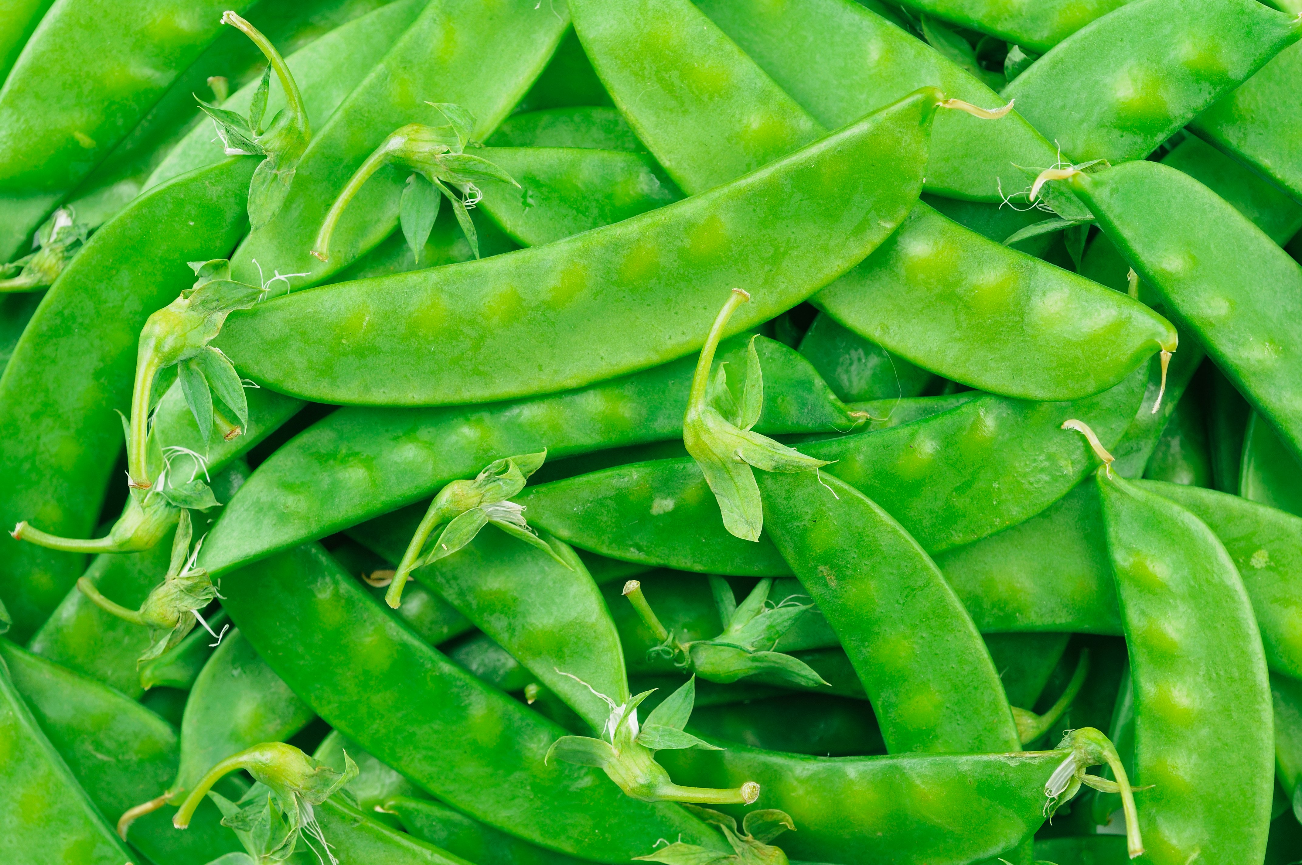 North Bay Produce Snow Peas